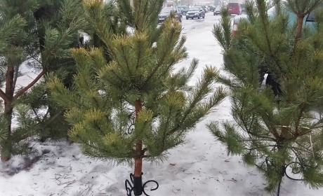 Свято наближається: скільки коштують новорічні ялинки у Гадячі та де їх можна придбати