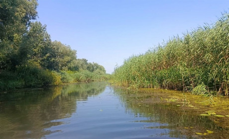 Стан води у Дністрі: науковці обстежили дельту річки