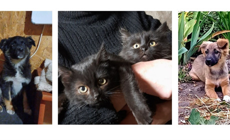 Шанс на дім: чотирилапі друзі, які мріють про нову родину