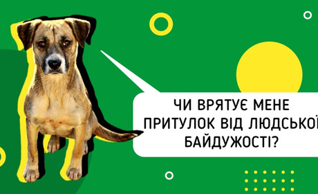 Місто собак із сумними очима. Цим фоторепортажем запрошуємо всіх до онлайн-дискусії