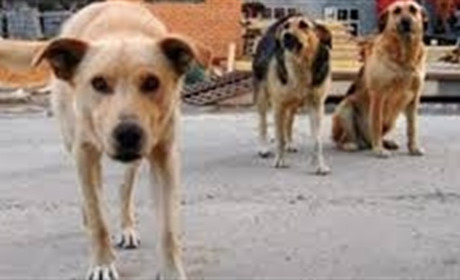 Три квадратные собаки