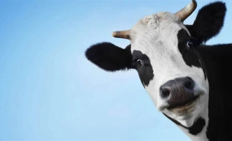 У сусідній громаді запровадили карантин через виявлення лейкозу в худоби