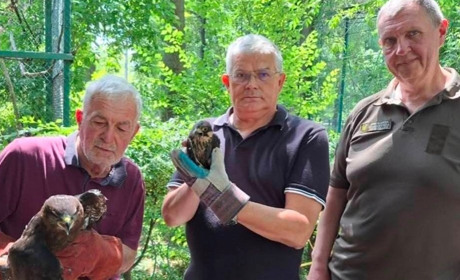 Хижі птахи в ресторанах і хворий єнот у зоопарку: в Одесі порушують закон про охорону природи