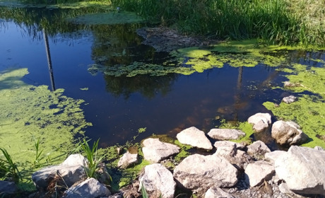 Яких сюпризів слід очікувати золотонісцям від серпня