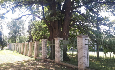 У Переяславі демонтують паркан музичної школи. Він аварійний та шкодить віковому дубу