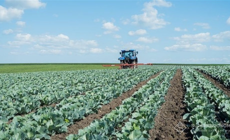 Пшениці буде менше: чому аграрії Херсонщини переходять на вирощування овочів