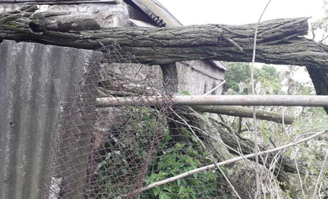 На Лозівщині через завалене дерево вісім приватних будинків залишились без газу