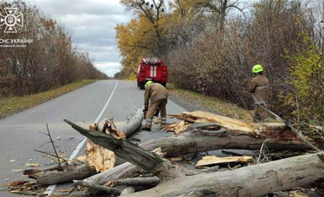 Повалені дерева та вибиті шибки: наслідки негоди у Гадячі