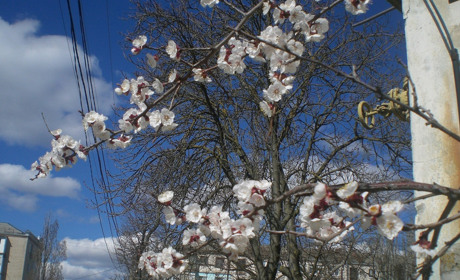 Чи будемо влітку з абрикосами