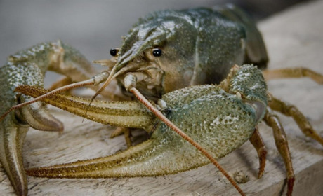 З 21 вересня 2024 року на Сумщині дозволяється вилов раків