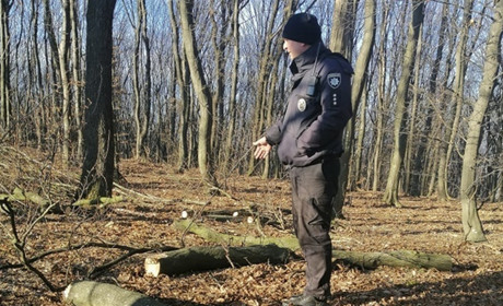 У Давидівцях в лісі неподалік кладовища незаконно рубали дерева 