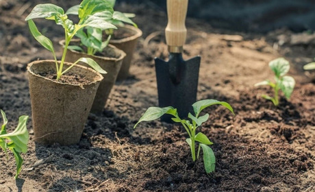 Календар городника на квітень 2024 року: коли та які культури садити