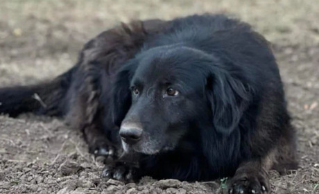 У Південному розслідують загибель безпритульних собак: зооволонтери заявляють про навмисне отруєння