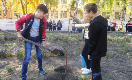 Японці передали Сватовому 20 сакур. Їх посадили у школах і бібліотеці