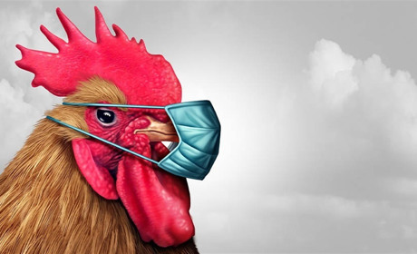 В селі Штанівка виявлено випадки високопатогенного грипу птиці