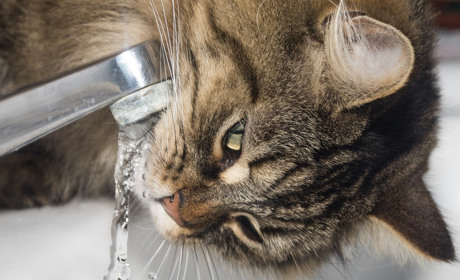 У Сватовому хлоруватимуть воду: У цей день краще не пити її з крана