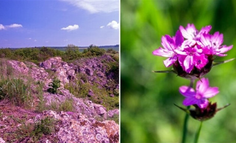 Неопалима купина розквітла на Чортківщині (+ фото)