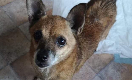 Собакам з нікопольського притулку «Шанс на життя» знайшли нові родини в Польщі