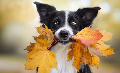 На вихідних трохи потеплішає: прогноз від синоптиків Сумщини