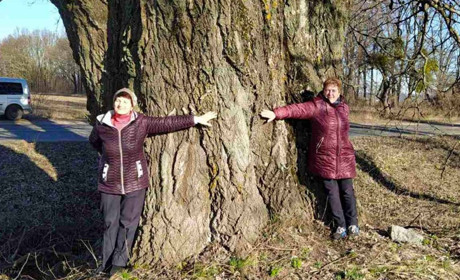На межі Великих Пріцьок росте 300-річна осика: дерево - пам'ятка природи