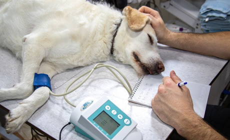 4 жовтня – День ветеринарної служби в Україні і Всесвітній день захисту тварин: свята і події