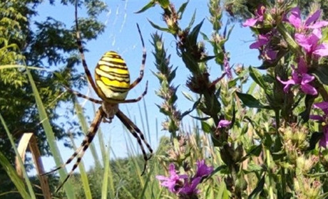 Звичним для України і безпечним для людини павуком фейкові новини лякають людей. Боятись не варто