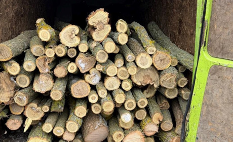 Двоє мешканців Біляївської громади спиляли 206 дерев для продажу: їм загрожує до 7 років