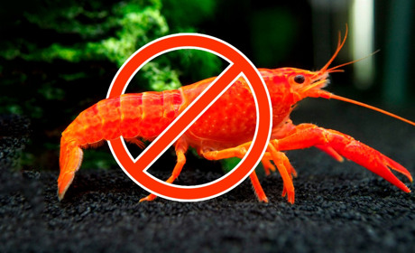 На Володимиреччині заборонили виловлювати раків. До якої пори – розкажемо