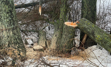 На Білопільщині поліцейські припинили незаконний поруб дерев