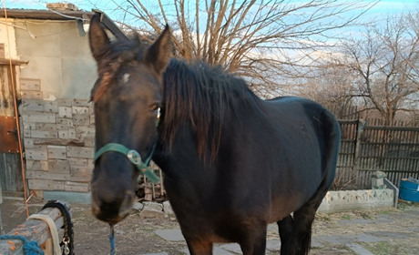 Емма буде жити на ранчо у Нікополі: як завдяки внескам людей вдалося викупити молоду кобилу