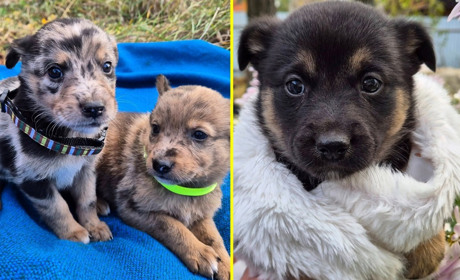 На Переяславщині організація "У добрі руки" терміново шукає господарів для цуценят