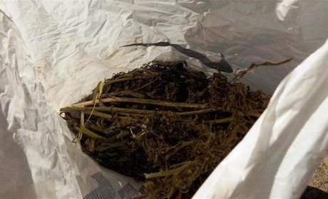 В жителя Барського району поліцейські виявили близько кілограма марихуани та посів конопель