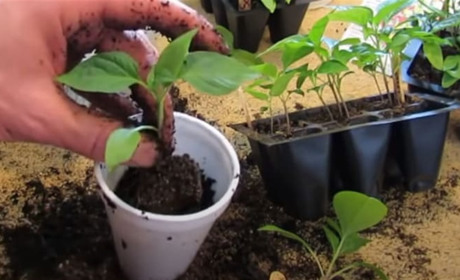 Що посіяти в березні на розсаду? Поради жителям Білопільщини