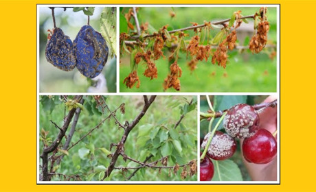 Моноліоз кісточкових. Що це і як з ним боротися?