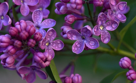 Складіть пазли і зберіть  бузок: три рівня - для новачка, любителя та профі