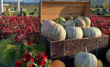 У Мамаївцях облаштували осінні фотозони з гарбузами