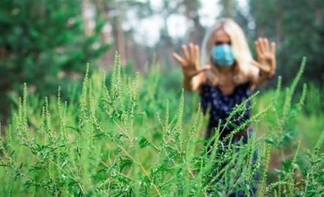 Місячник знищення: які шкідники загрожують місту та як із ними боротись 