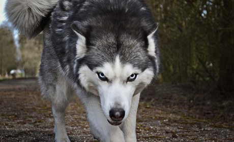 Сказ в селі Переселення Кагарлицької громади: хворий собака покусав жінку
