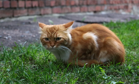UAnimals безплатно стерилізуватиме тварин у Глухові. Як записати кота чи собаку?