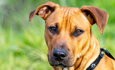 У двох домашніх собак на Звягельщині виявили сказ: яка загрозлива зона