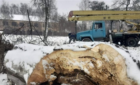 В Новограді почали рубати аварійні дерева та кронувати старі