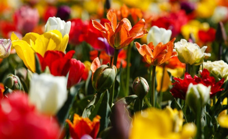 У селі Мамаївці 24 квітня відкриють тюльпанове поле: ціни на квитки