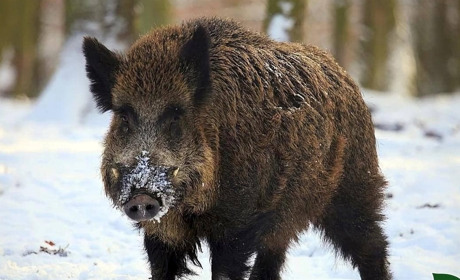 На Звягельщині за місяць зафіксували 5 випадків сказу та 4 африканської чуми диких свиней