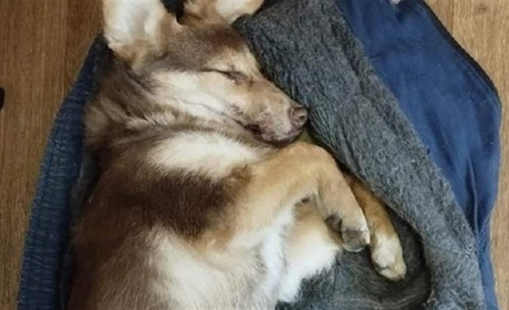 У Жовтих Водах невідомі труять безпритульних собак