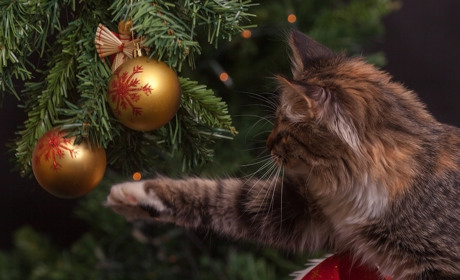 Тест: Як святкували Новий рік в Україні в різні часи?