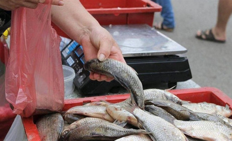 Контроль якості рибопродуктів у Знам’янці: де обрати якісну продукцію