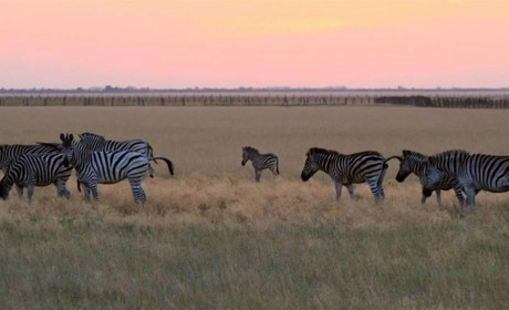 Окупанти завдали збитків заповіднику "Асканія-Нова" на 60 мільйонів гривень