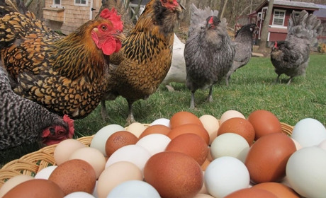 На Білопільщину з Росії може прийти підступна хвороба птиці. Будьте обережні