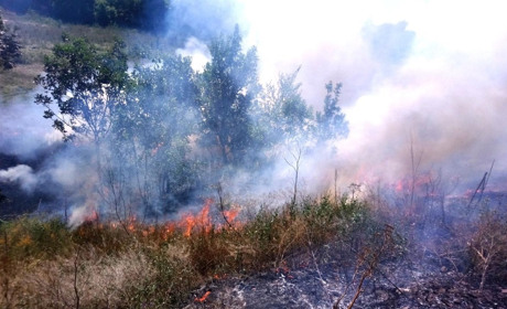 Горіла трава у Кагарлику і в Панікарчі: вогонь загрожував будинкам