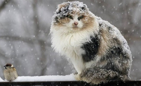 На початку тижня на Сумщині сніжитиме: прогноз погоди